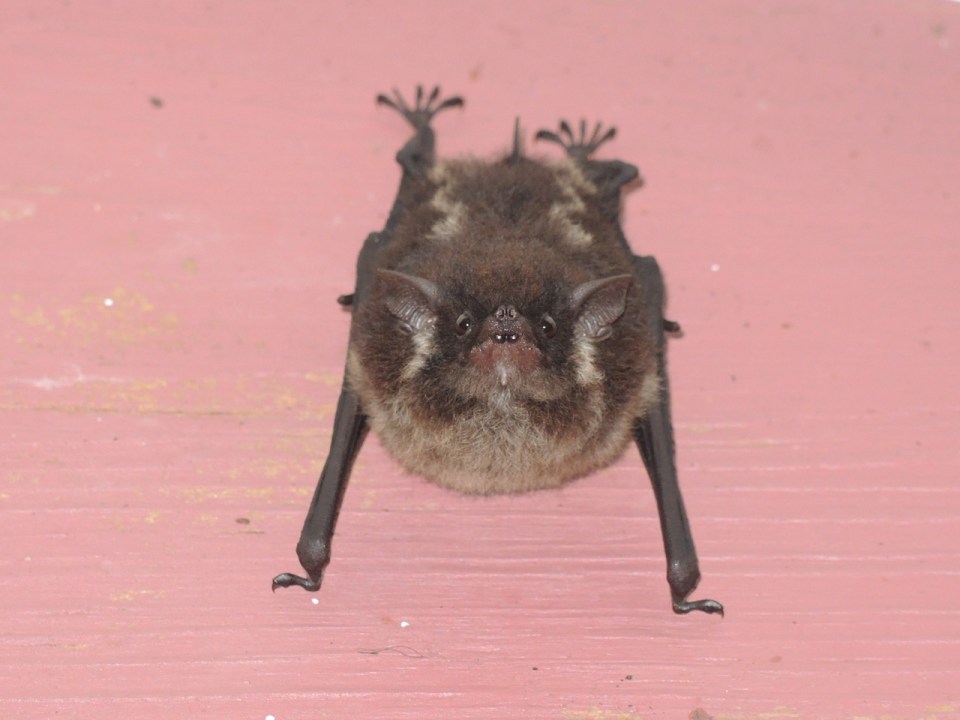 Lesser White-lined Bat (Saccopteryx leptura).