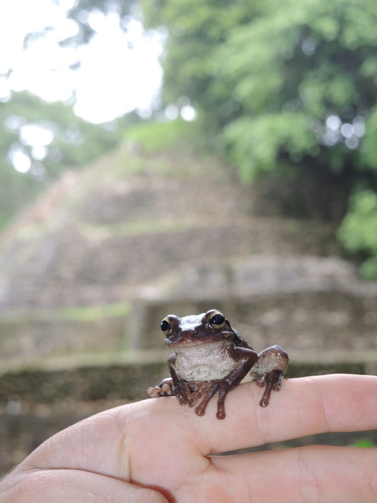 Mexican Tree Frog 2
