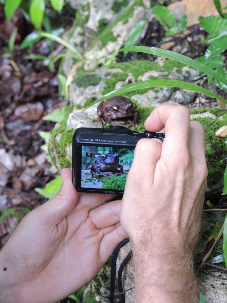 Mexican Tree Frog Picture