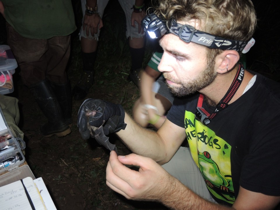 Michael examining the Carollia.