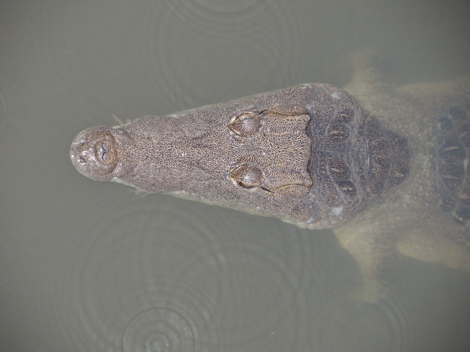 Morellet Crocodile in the pond at the Tropical Education Center.