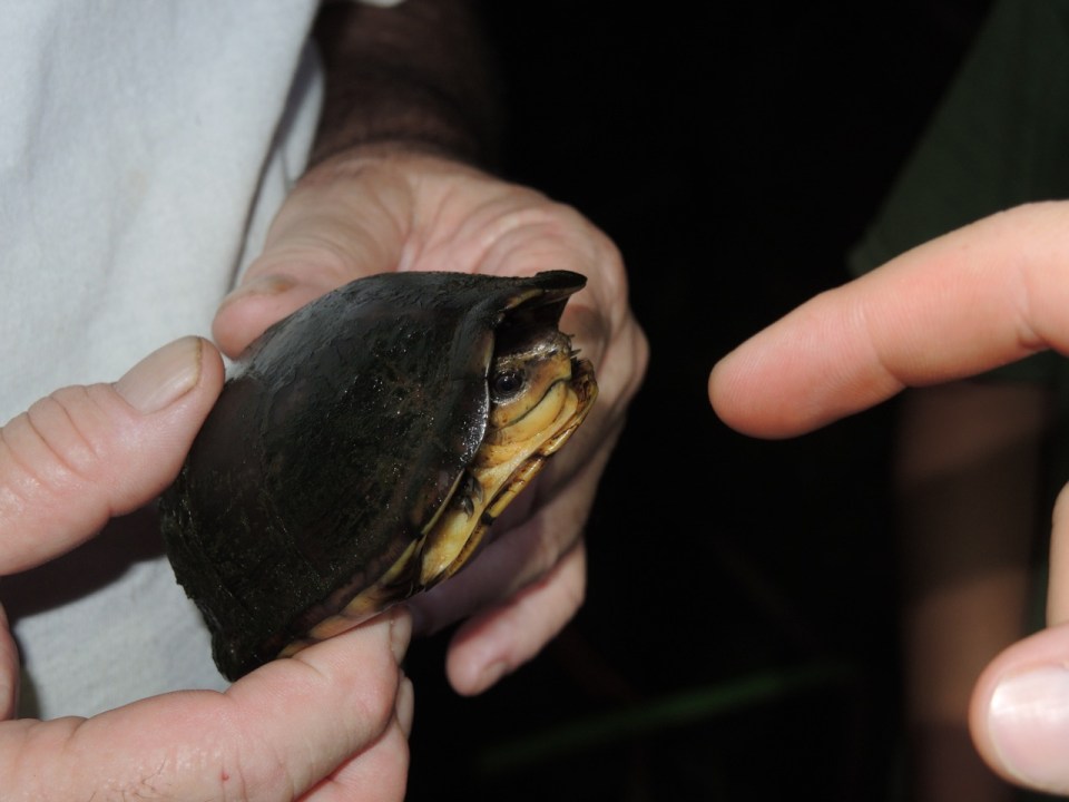 Mud Turle and Finger