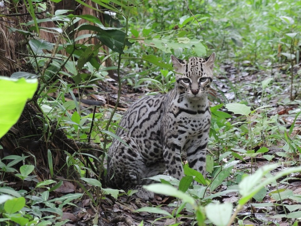 Ocelot - there were two Ocelots in adjacent enclosures which appeared to be having a dispute. Lots of yowling between the two of them.