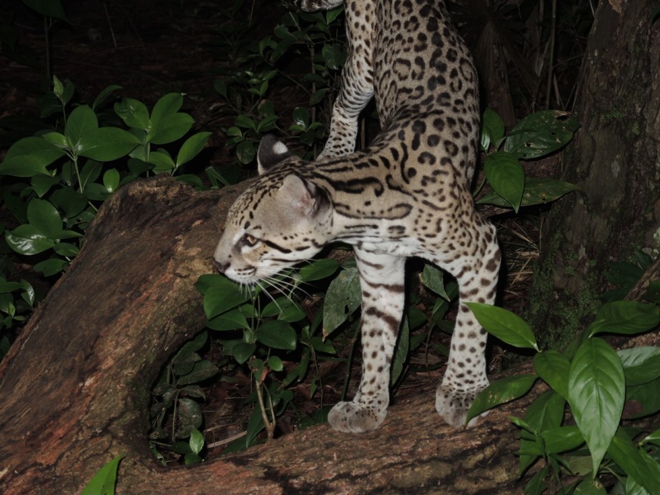 Ocelot