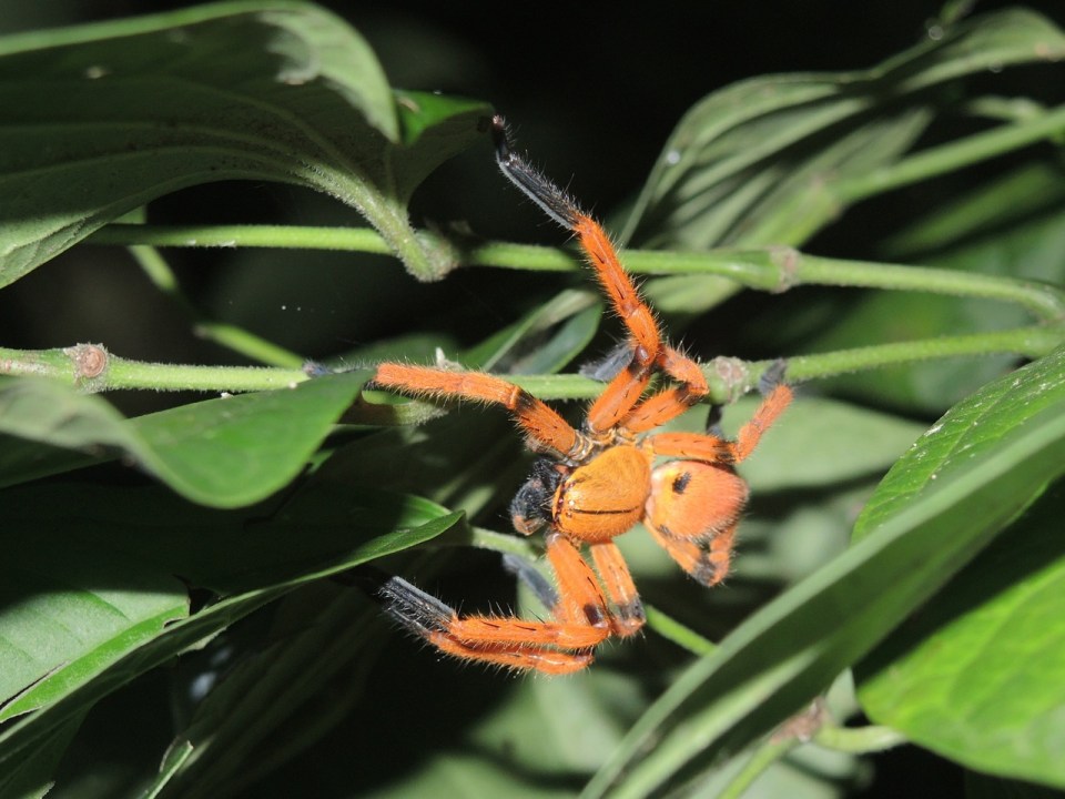 A very colorful (and big) spider...