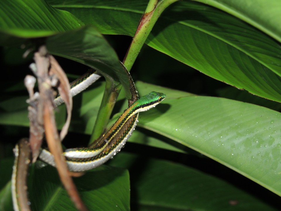 Parrot Snake at the Tropical Education Center.