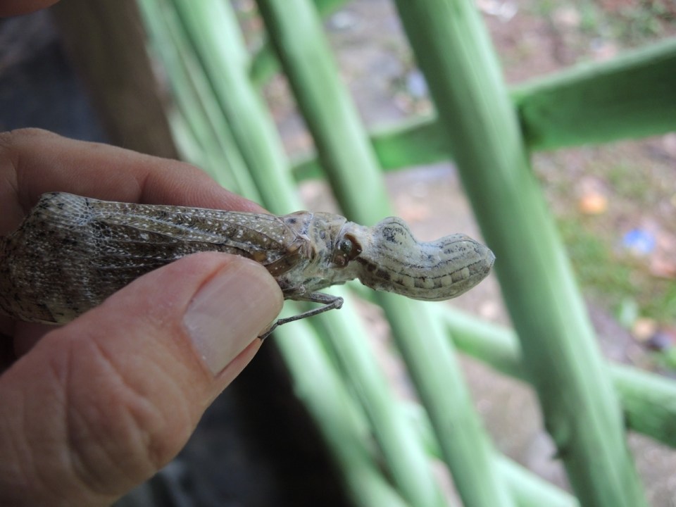 Side view of the Peanut Bug.