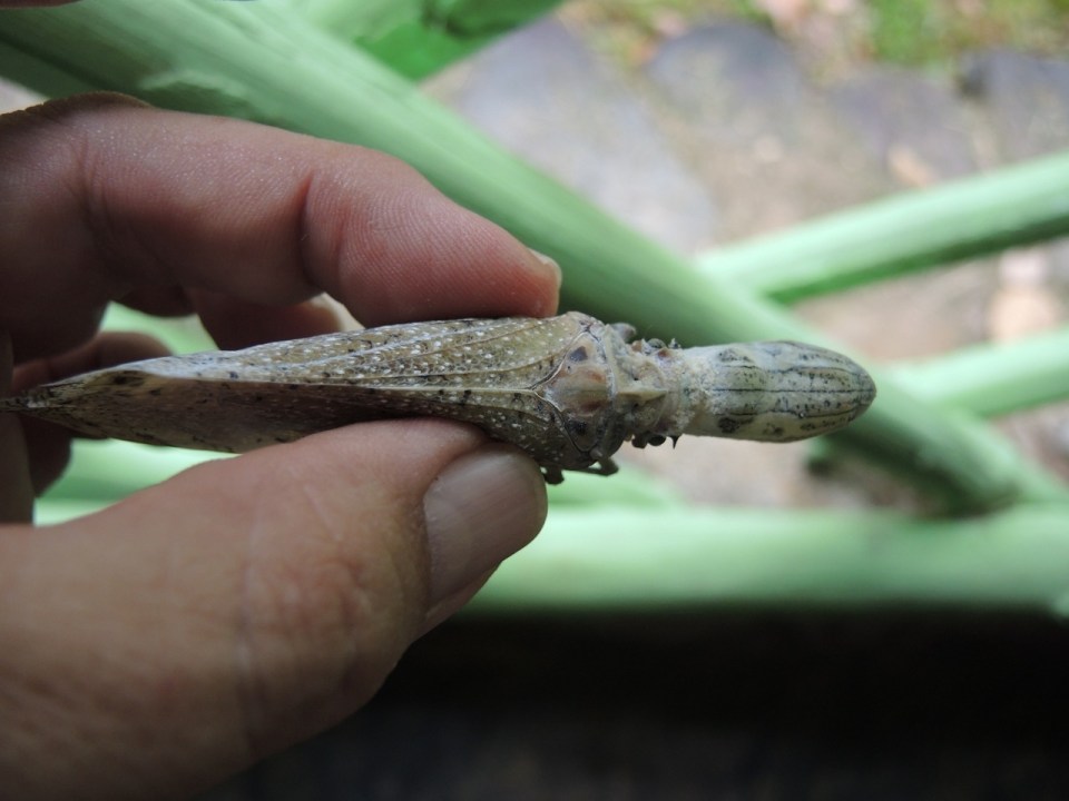 Top view of a Peanut Bug.