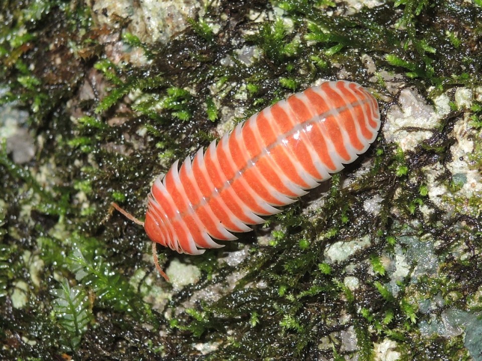 An orange pillbug (Isopod).