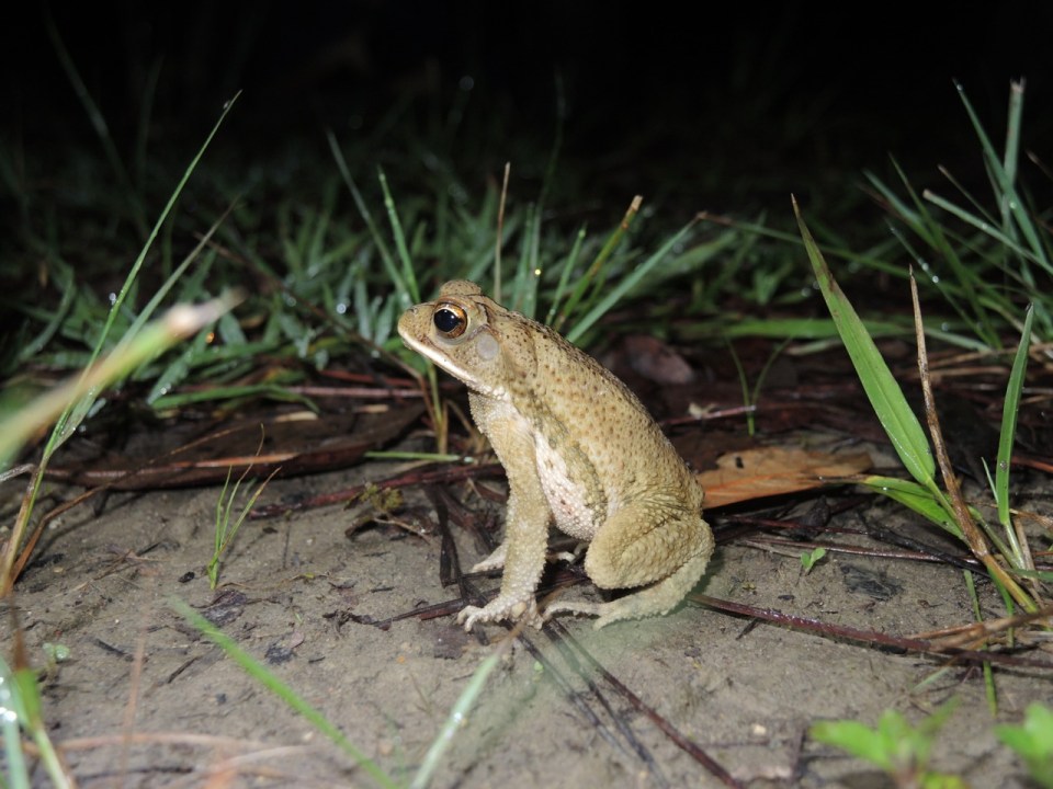 Gulf Coast Toad at the Tropical Education Center.