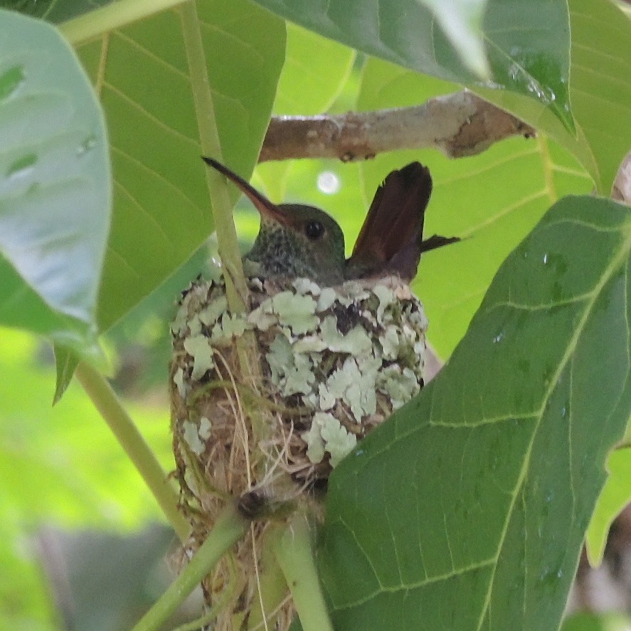 Rufous-tailed HB Nest