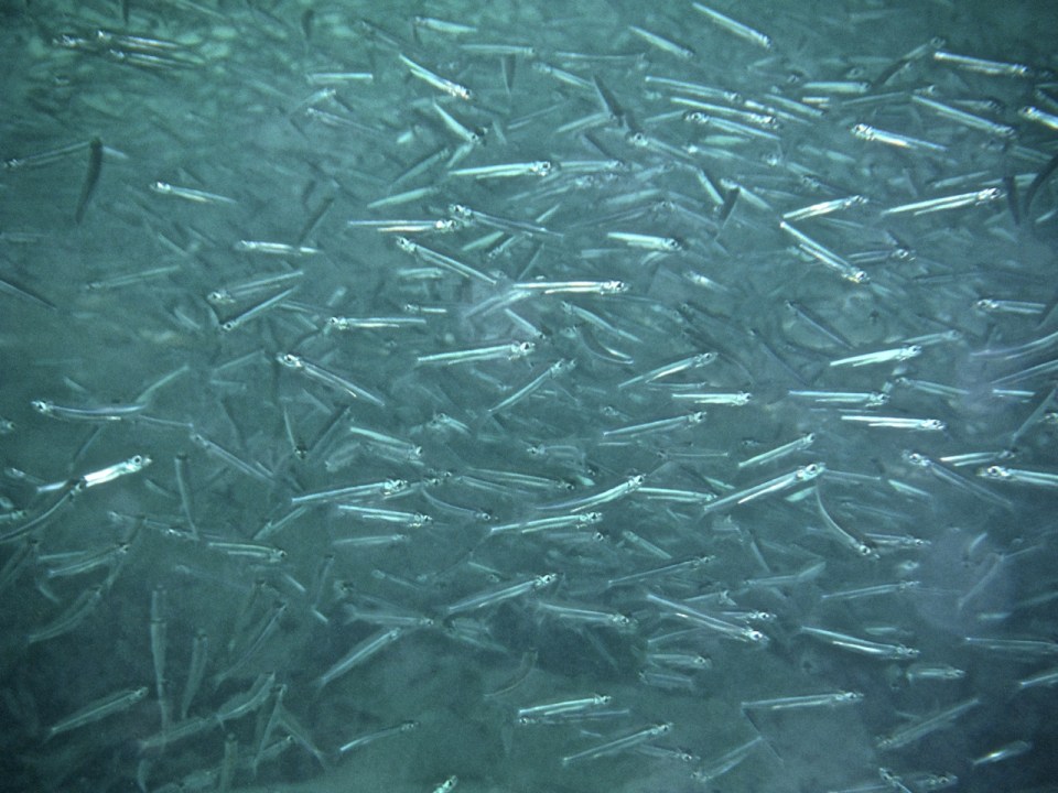 School of juvenile fish.