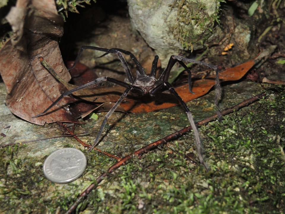 More fun with big spiders...