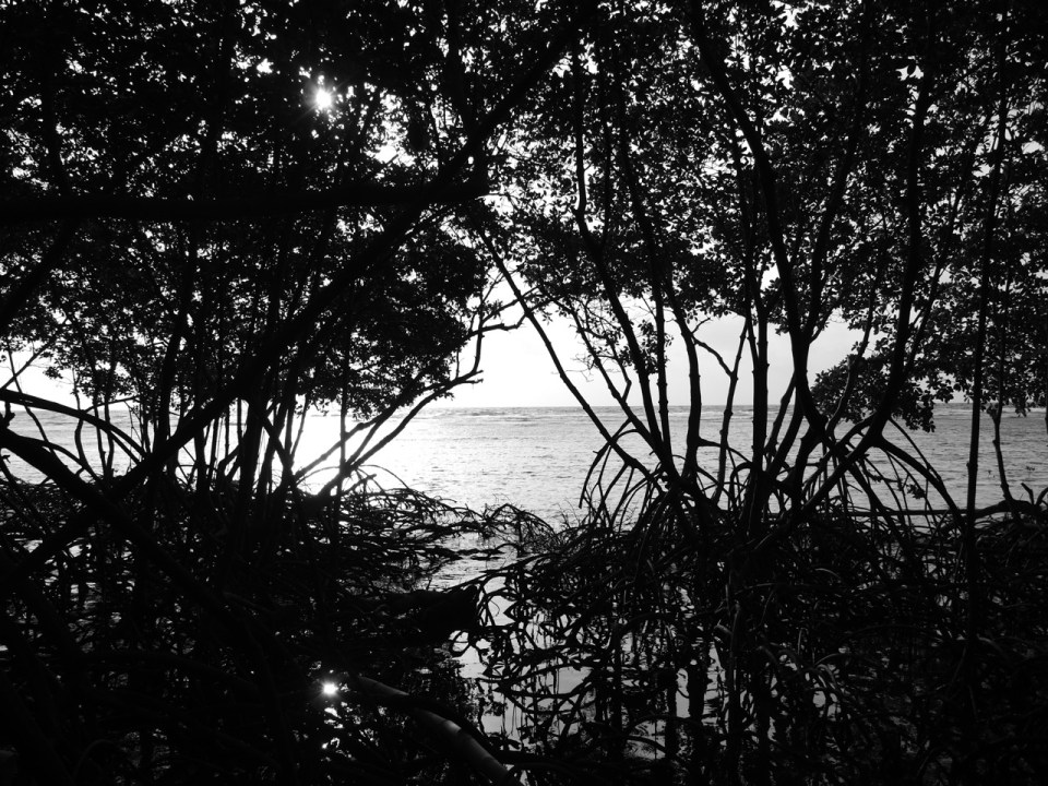 Mangroves and Flats at Sunrise.
