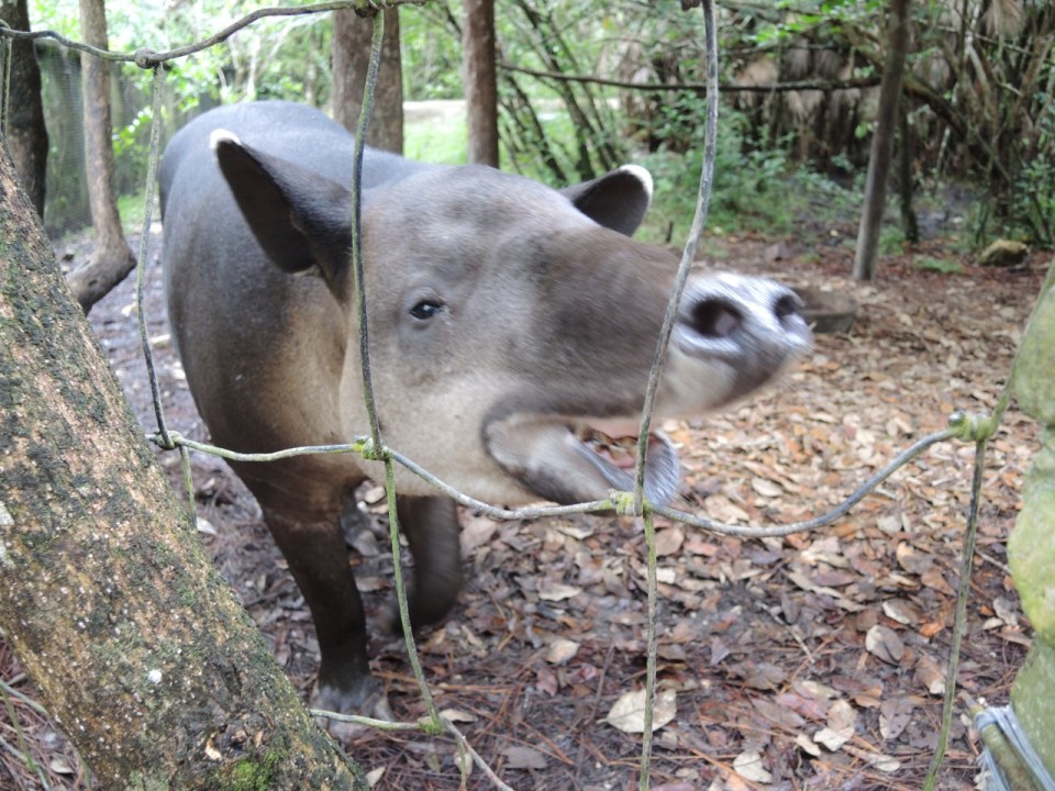 Tapir Nose