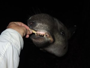 Feeding a piece of apple to one of the tapirs at the Belize Zoo.