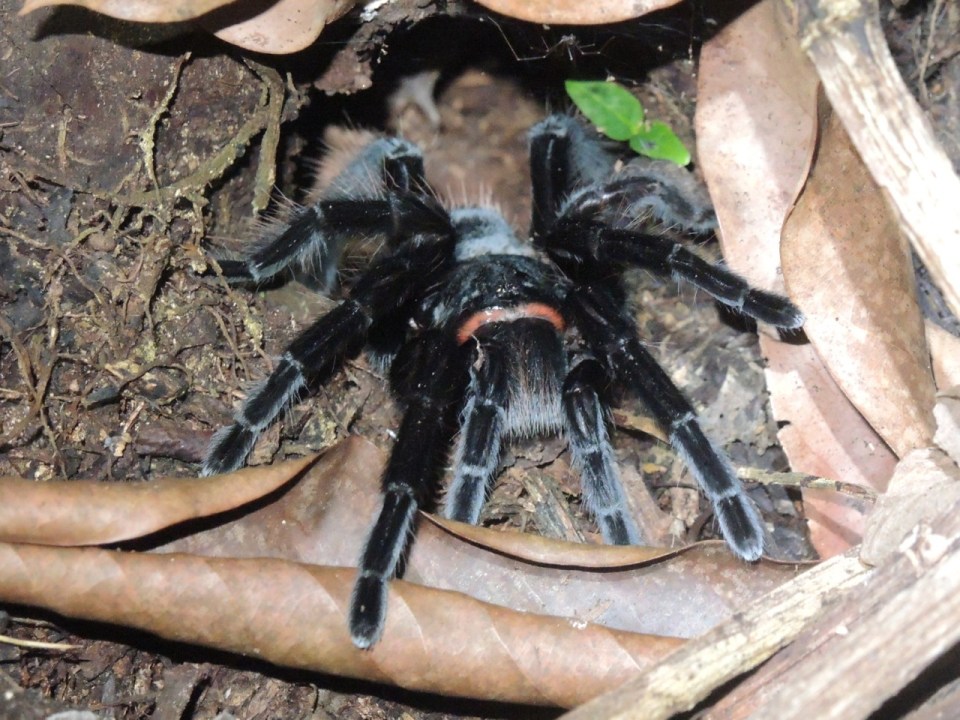 Tarantula