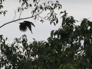 Keel-billed Toucan Flying out of Tree.