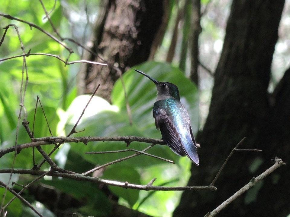 Wedge-tailed Sabrewing at Maya Mountain Lodge.