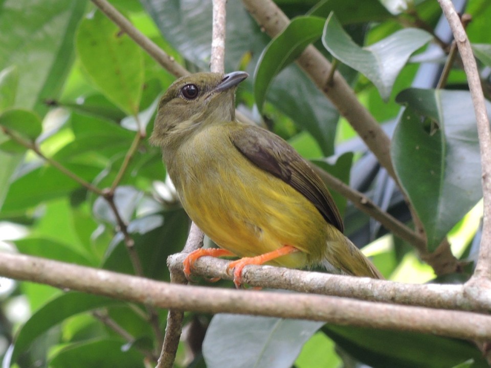 White-collared Manakin - female.
