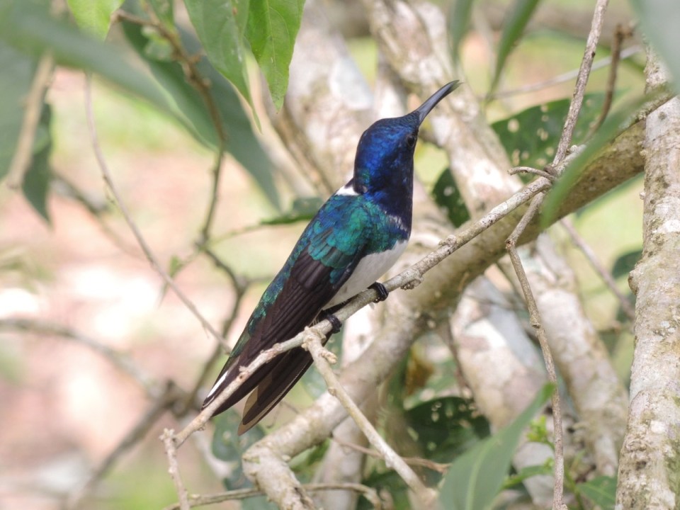 White-necked Jacobin 2