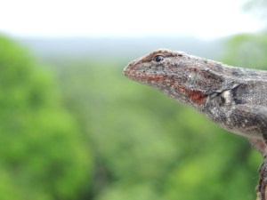 Yucatan Spiny Lizard.