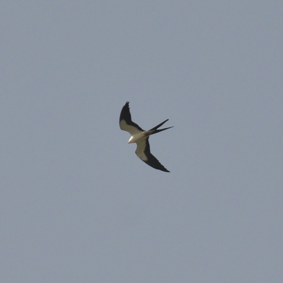 American Swallow-tailed Kite.