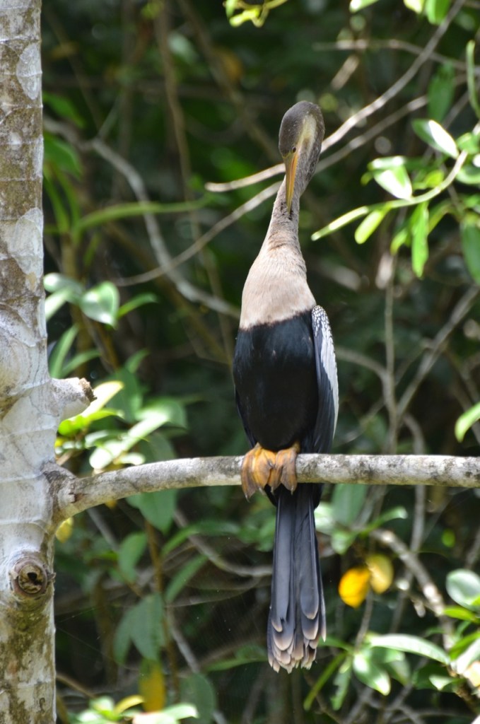 Anhinga (only four species of Anhingas exist in the world - one in the New World...this one, and three in the Old World).