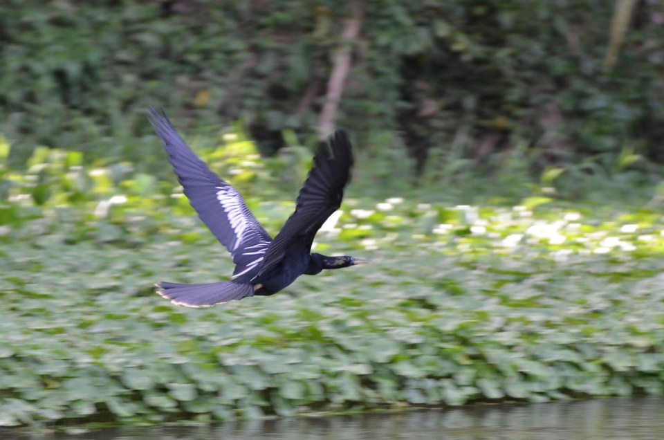 Anhinga flying away.