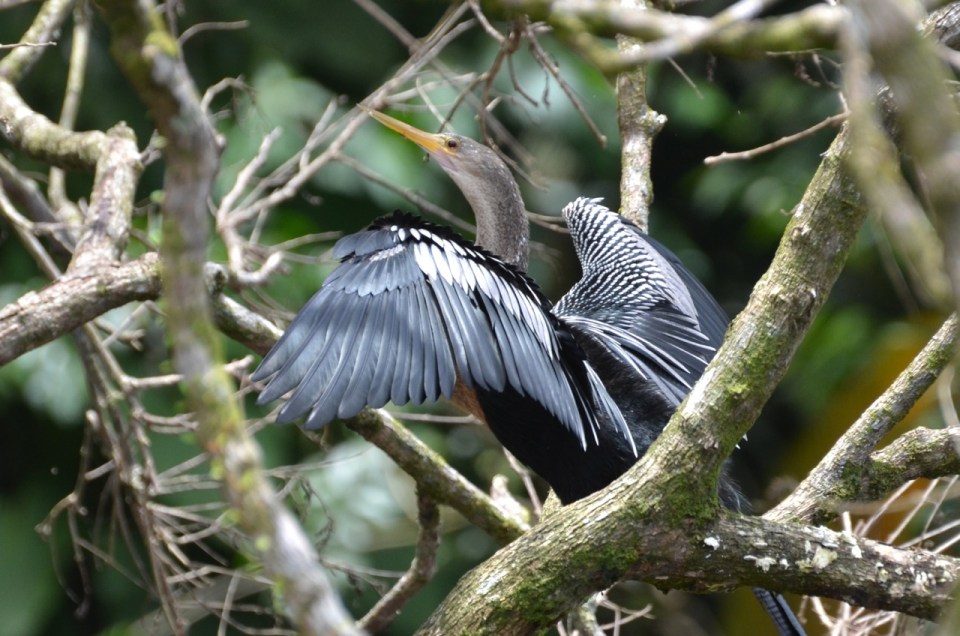 An Anhinga.