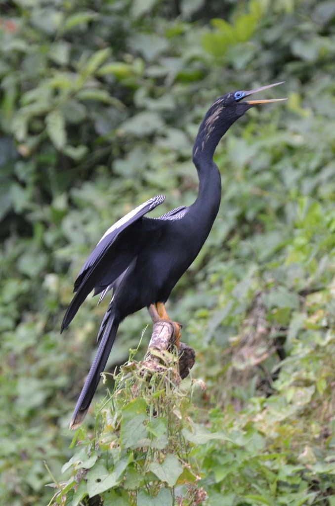 Anhinga sunning itself.