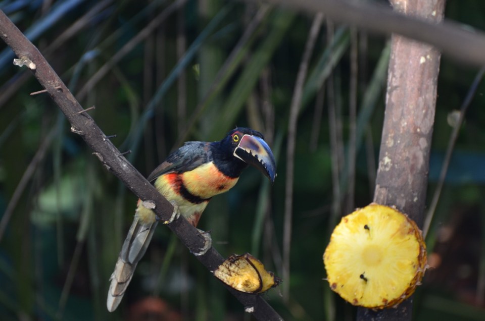 Aracari