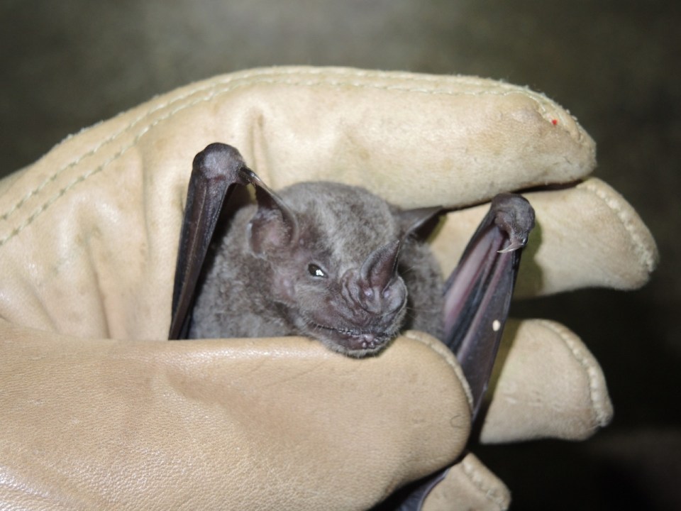 Artibeus jamaicensis.