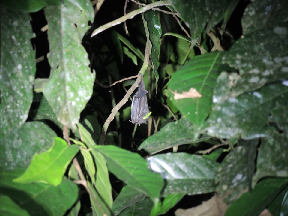 The light tag is almost off his back but can be clearly seen.