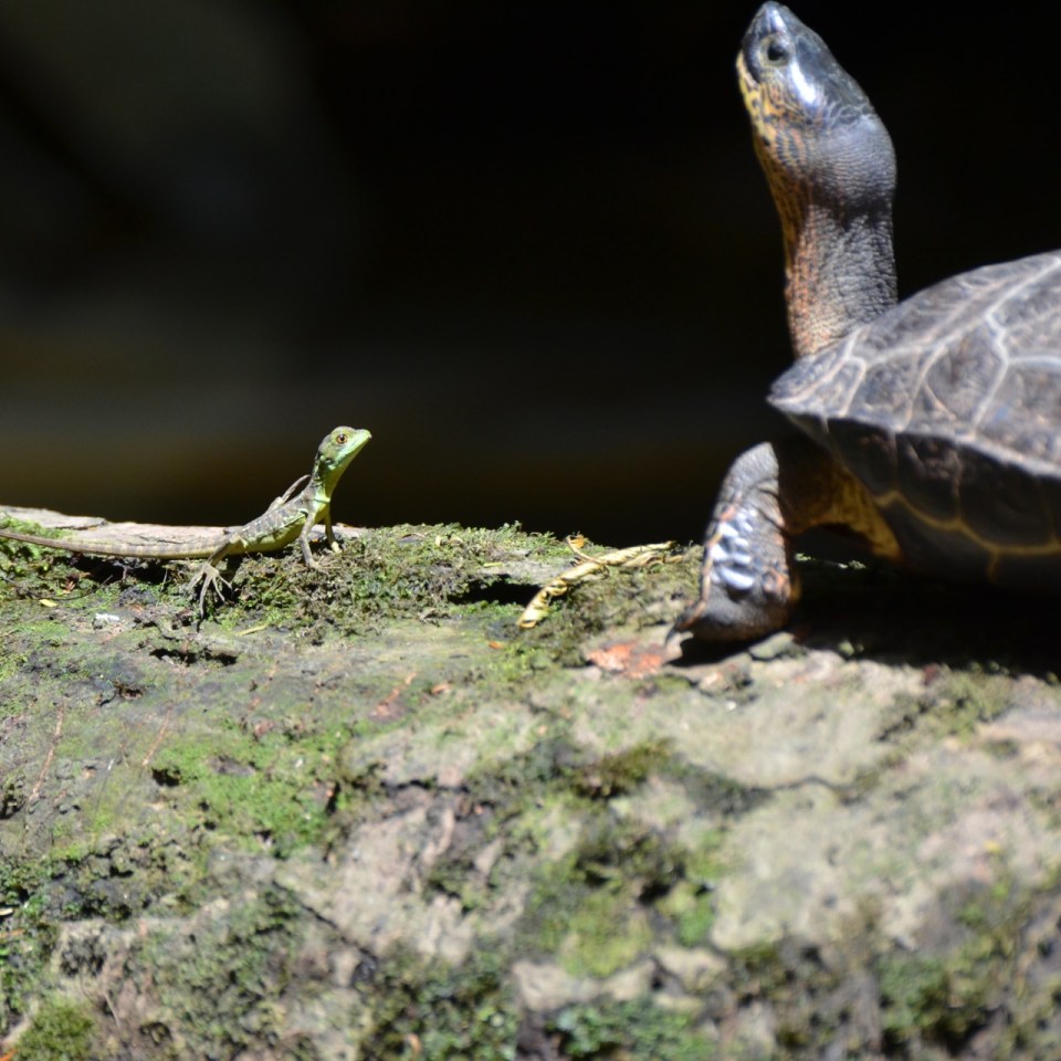 Green Basilisk - "I wanna grow up to be as big as this guy."