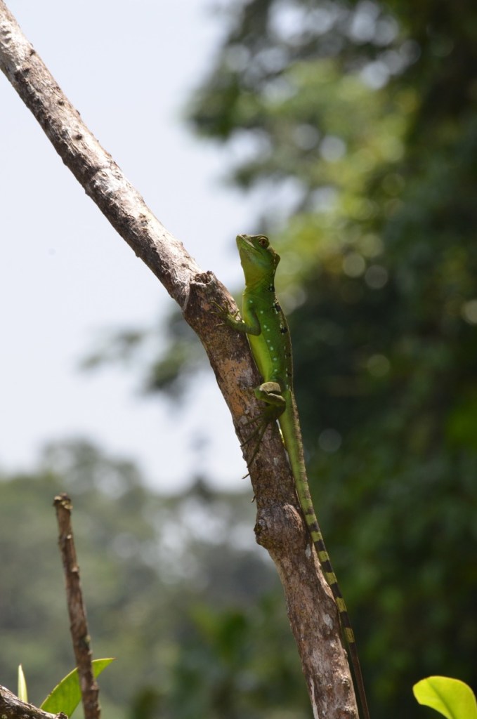 Green Basilisk.