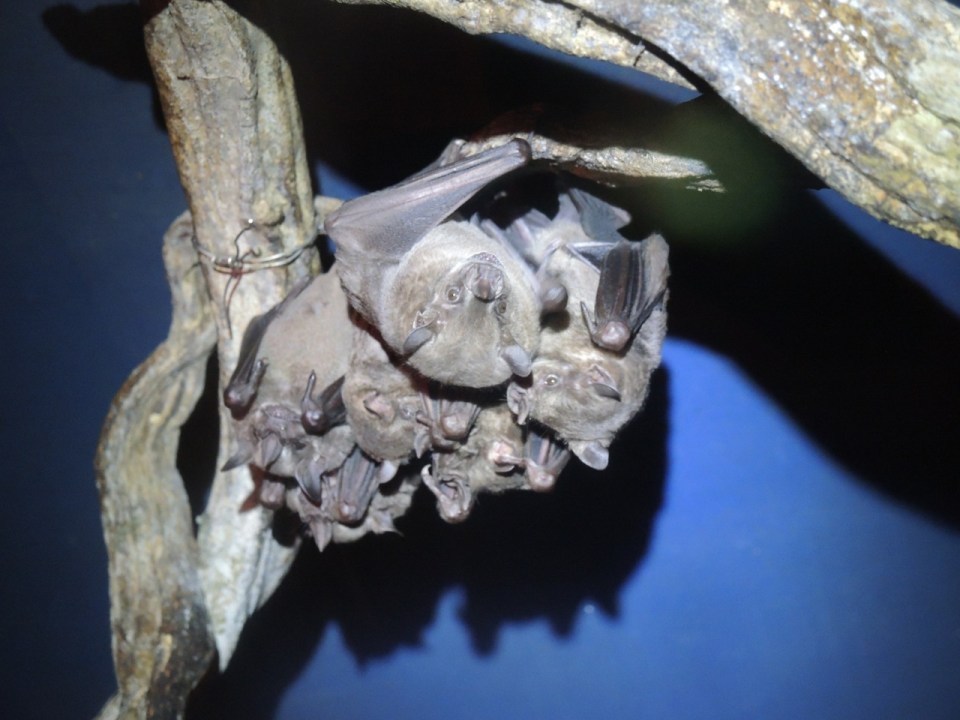 A great cluster of Artibeus.