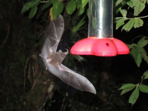 Bat Feeder 1