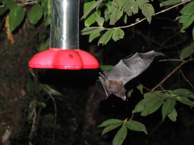 Bat Feeder 2