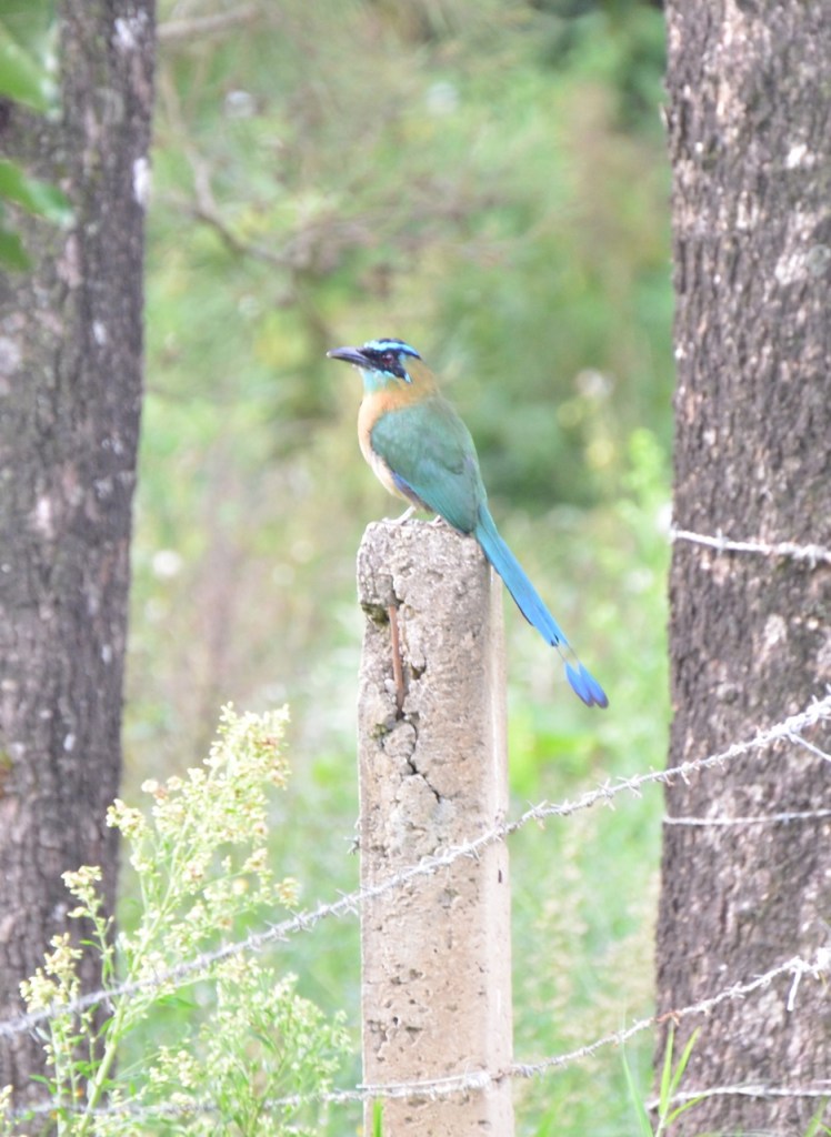 Blue-crowned Motmot.