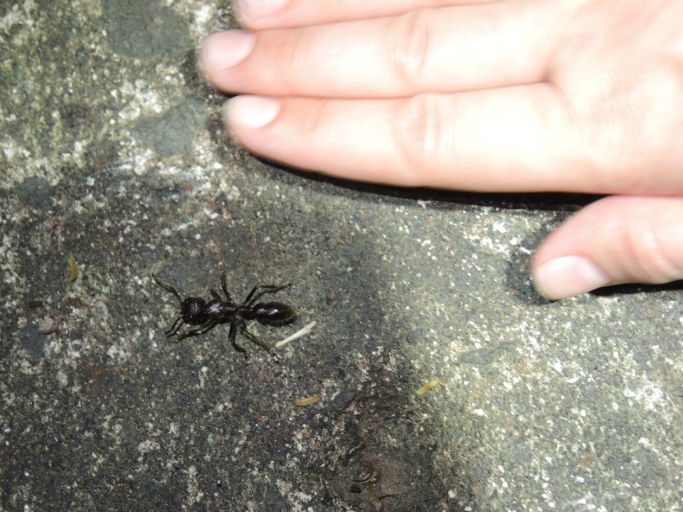 Bullet Ant