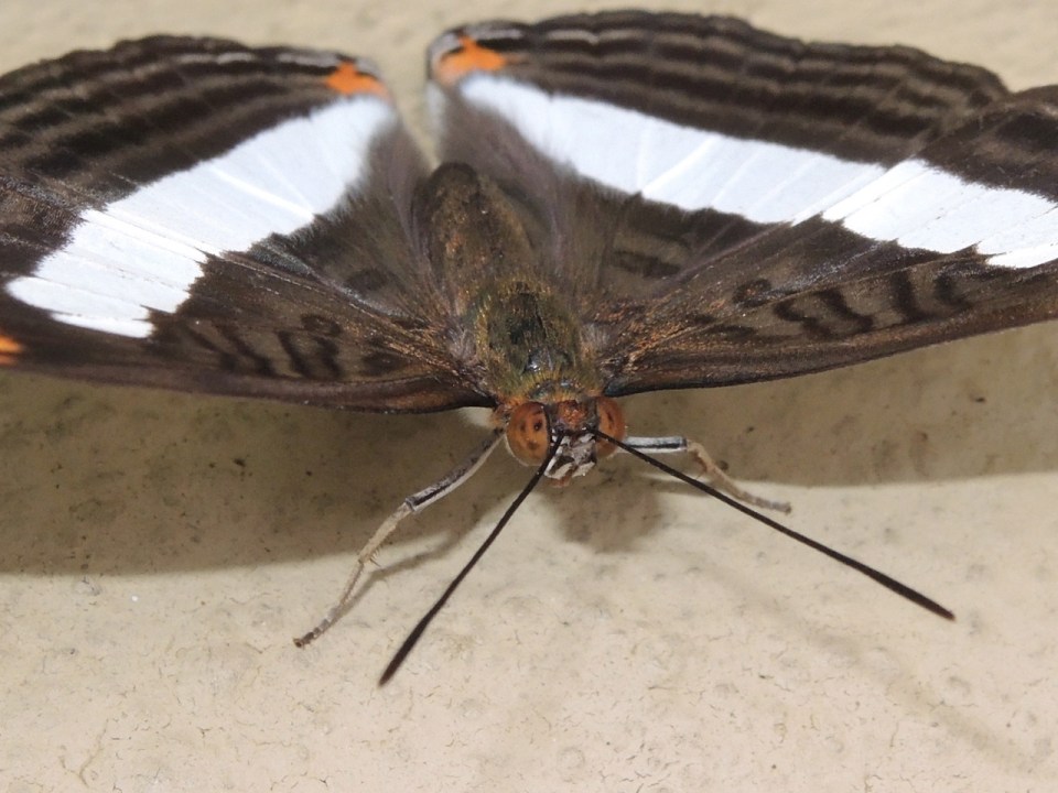 Butterfly MCL Close-up
