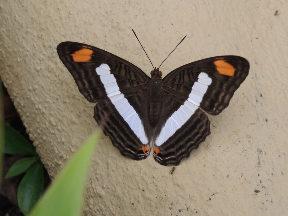 Butterfly MCL