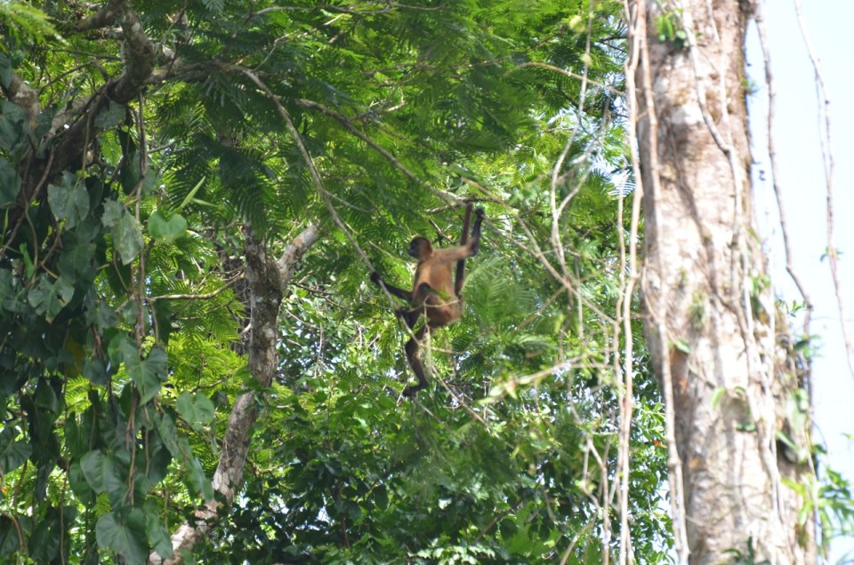 Central American Spider Monkey.