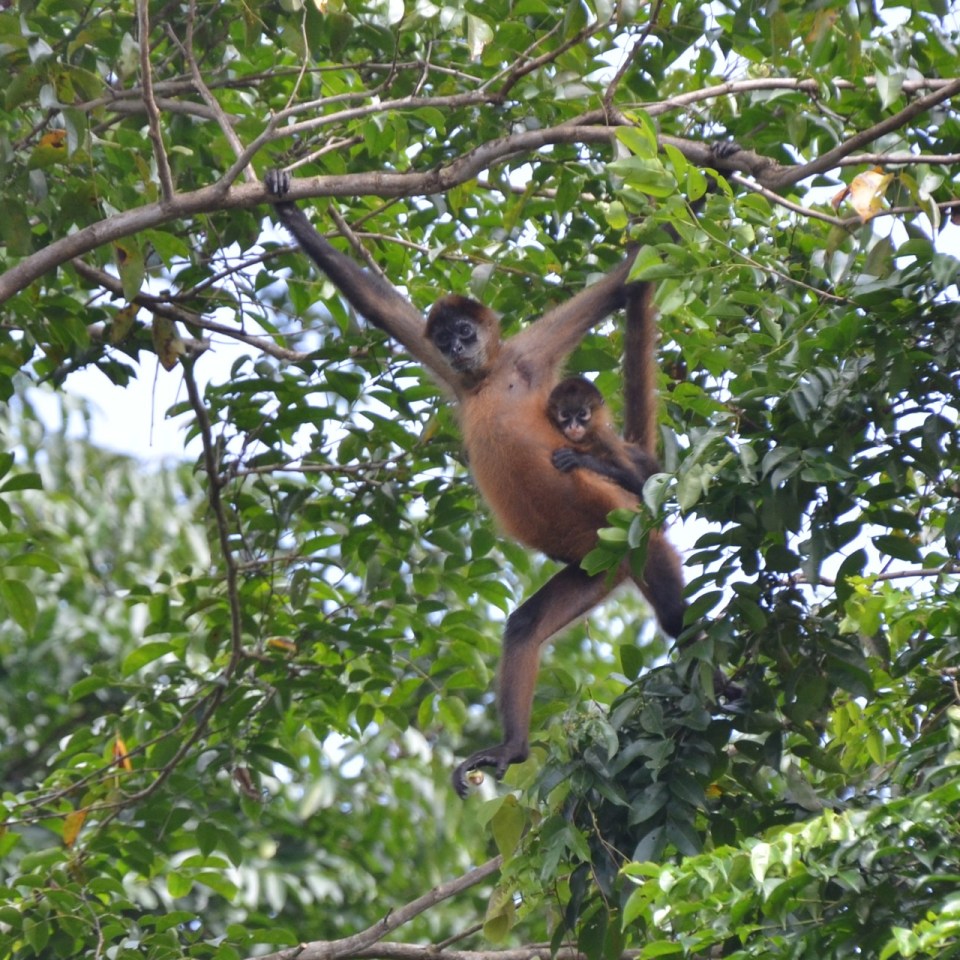 C Am Spider Monkey Baby 2