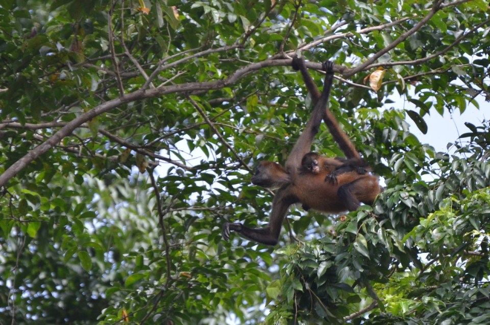 C Am Spider Monkey Baby