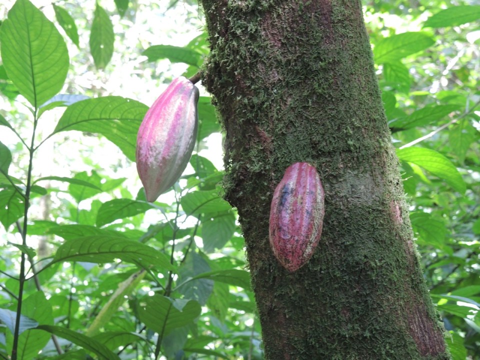 Cacao fruit - they make chocolate from these.