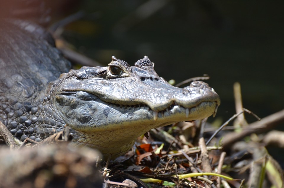 Spectacled Caiman.