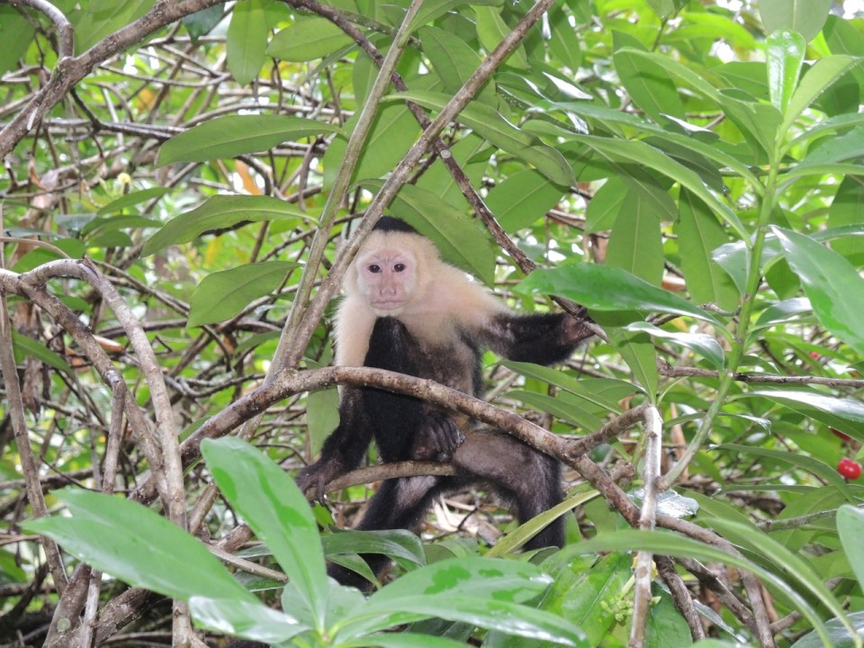 White-faced Capuchin.