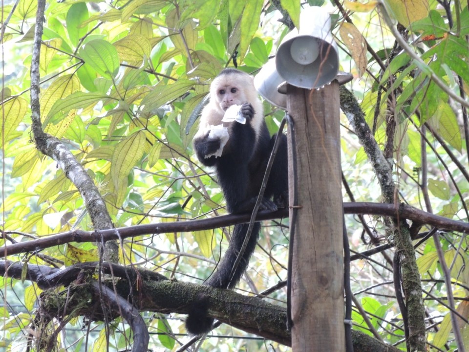 This is the little guy that was stealing sugar packets from the first restaurant.
